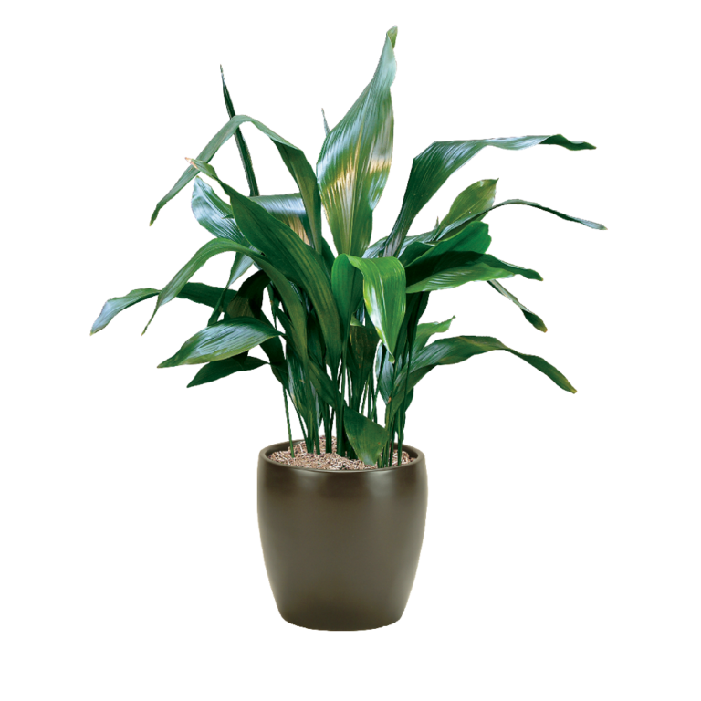 cast-iron-plant-indoor-care-water-sunlight-guide-plantscape-live