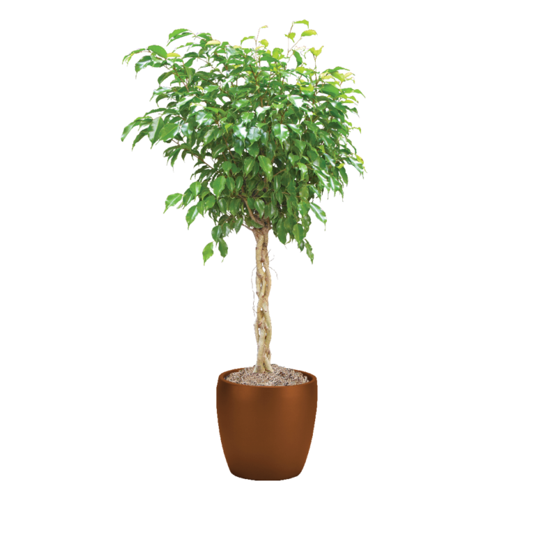 Ficus Benjamina Care | Ficus Benjamina Light Conditions | Plantscape LIVE