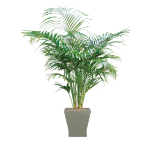 Kentia Palm Care, Water, Sunlight Guide | Plantscape LIVE