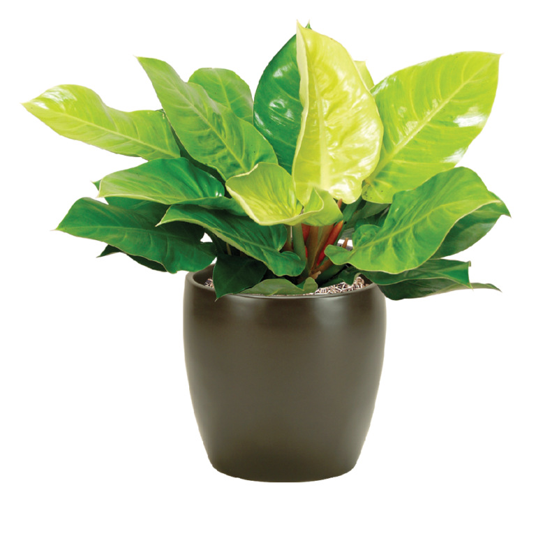 Philodendron Moonlight Plant Care, Water, Light Guide | Plantscape LIVE