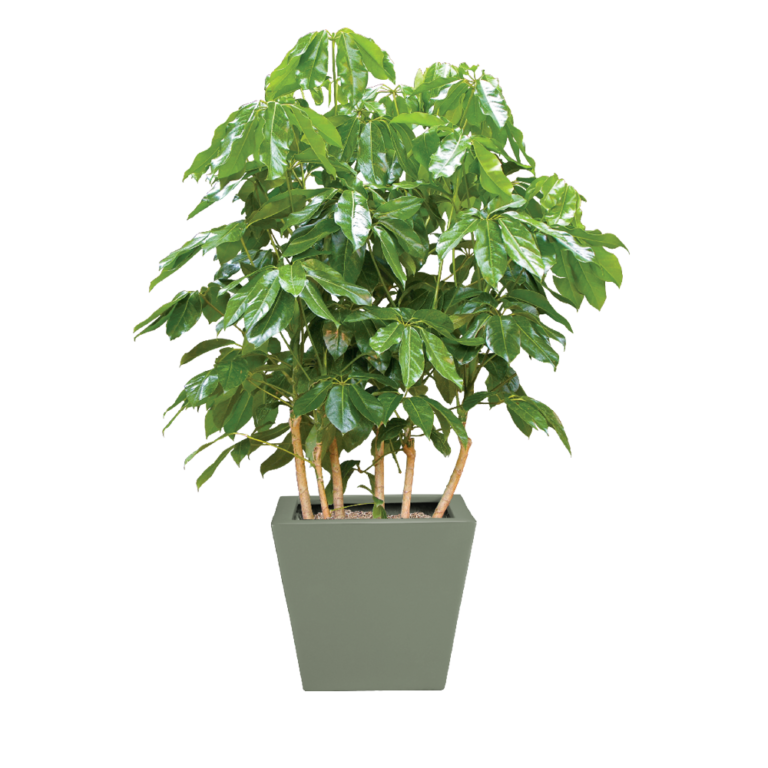 Schefflera Amate Plant Care Water Sunlight Guide Plantscape Live