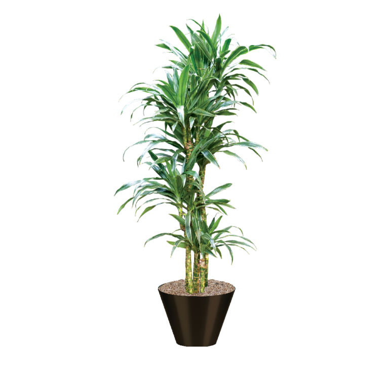 Dracaena Warneckii Cane Plant Care Guide | Plantscape LIVE