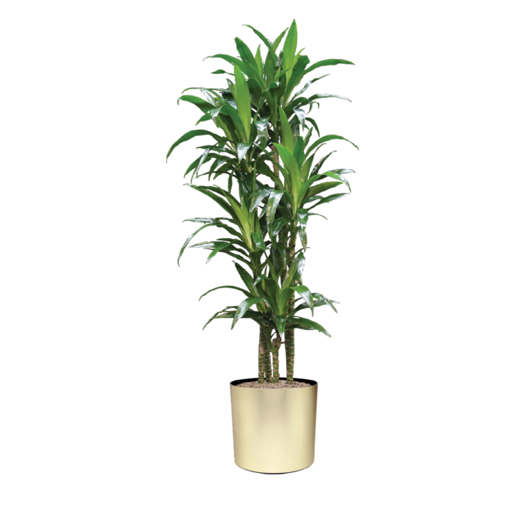 Dracaena Lisa Cane Plant Care, Water, Sunlight Guide | Plantscape LIVE