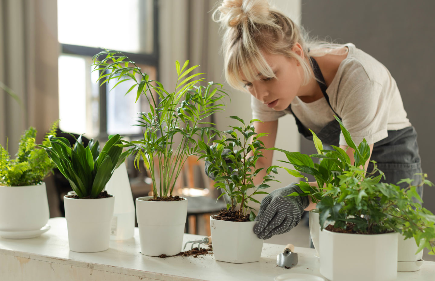 Interior Plant, Maintenance, Rental Services MN | Plantscape LIVE