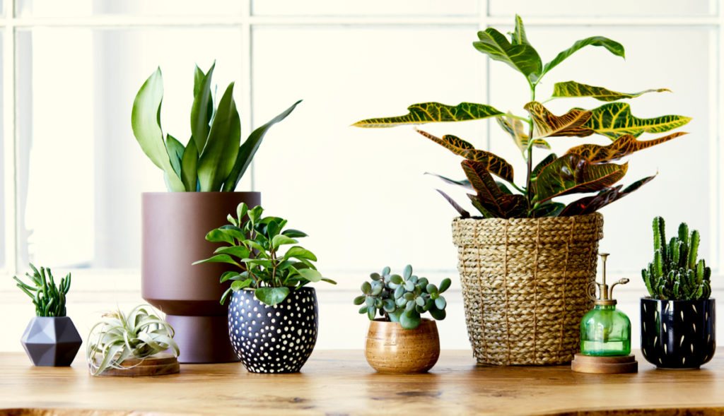 12 Small Potted Green Plants to Spruce Up Your Space | Plantscape LIVE