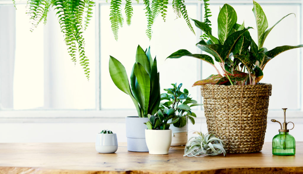 Best Plants To Clean Air Indoors At Teresa Paige Blog 