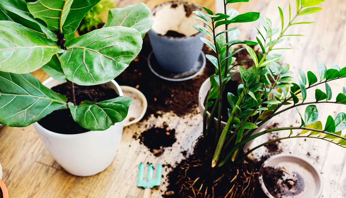 Potting Plants Using Sand & Topsoil : Indoor Planting 