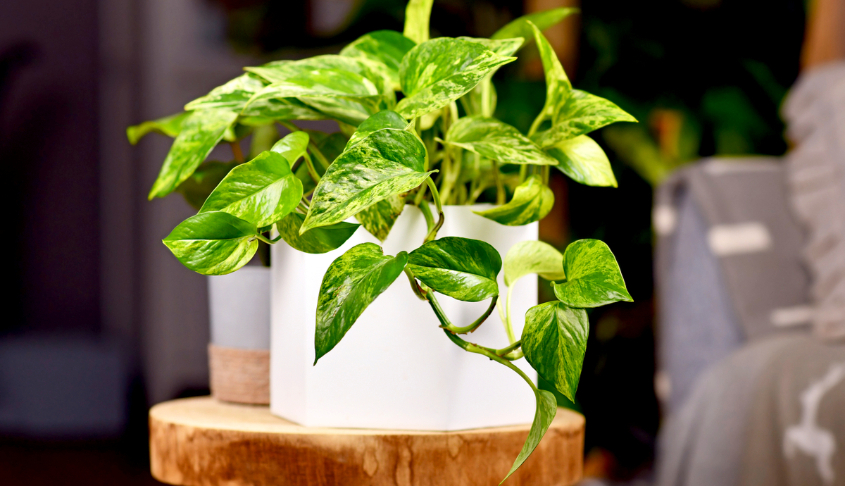 7 Tips To Grow Pothos Plantscape LIVE