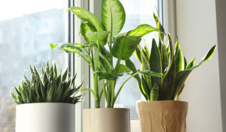 Indoor Office Plants: Best Plants for a West-Facing Window | Plantscape ...